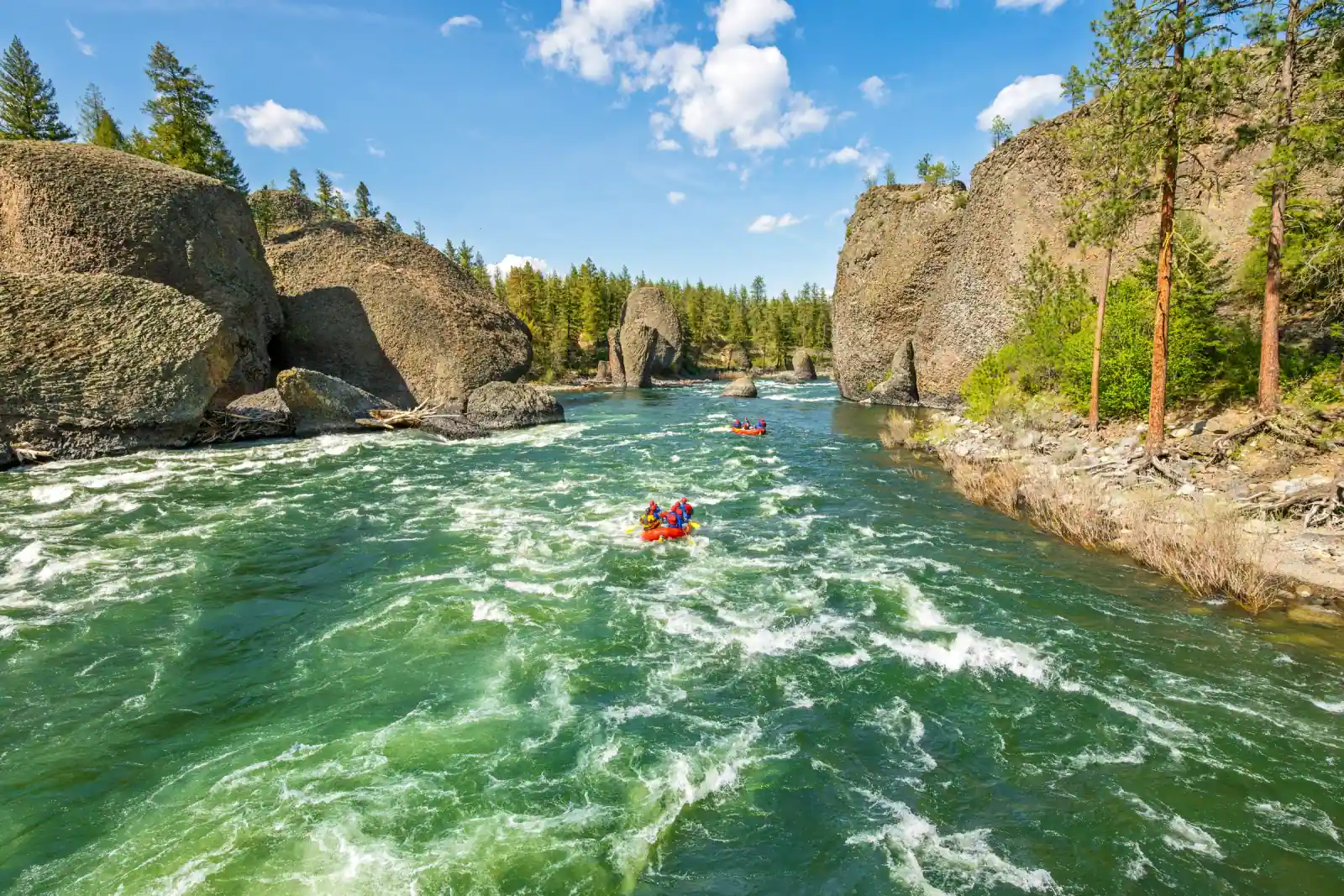 Groups rafting down a river between rocky canyon walls and pine trees.
