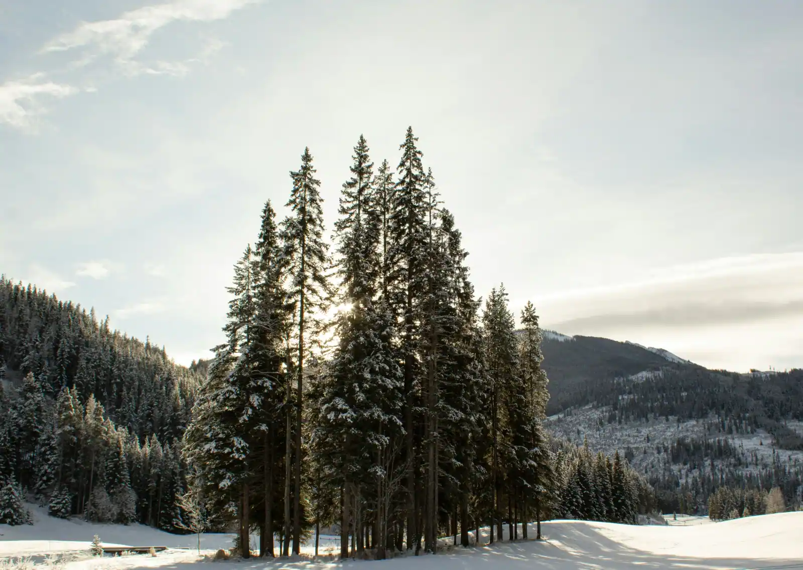 Sunlight filtering through snow-covered evergreen trees in a mountain valley.