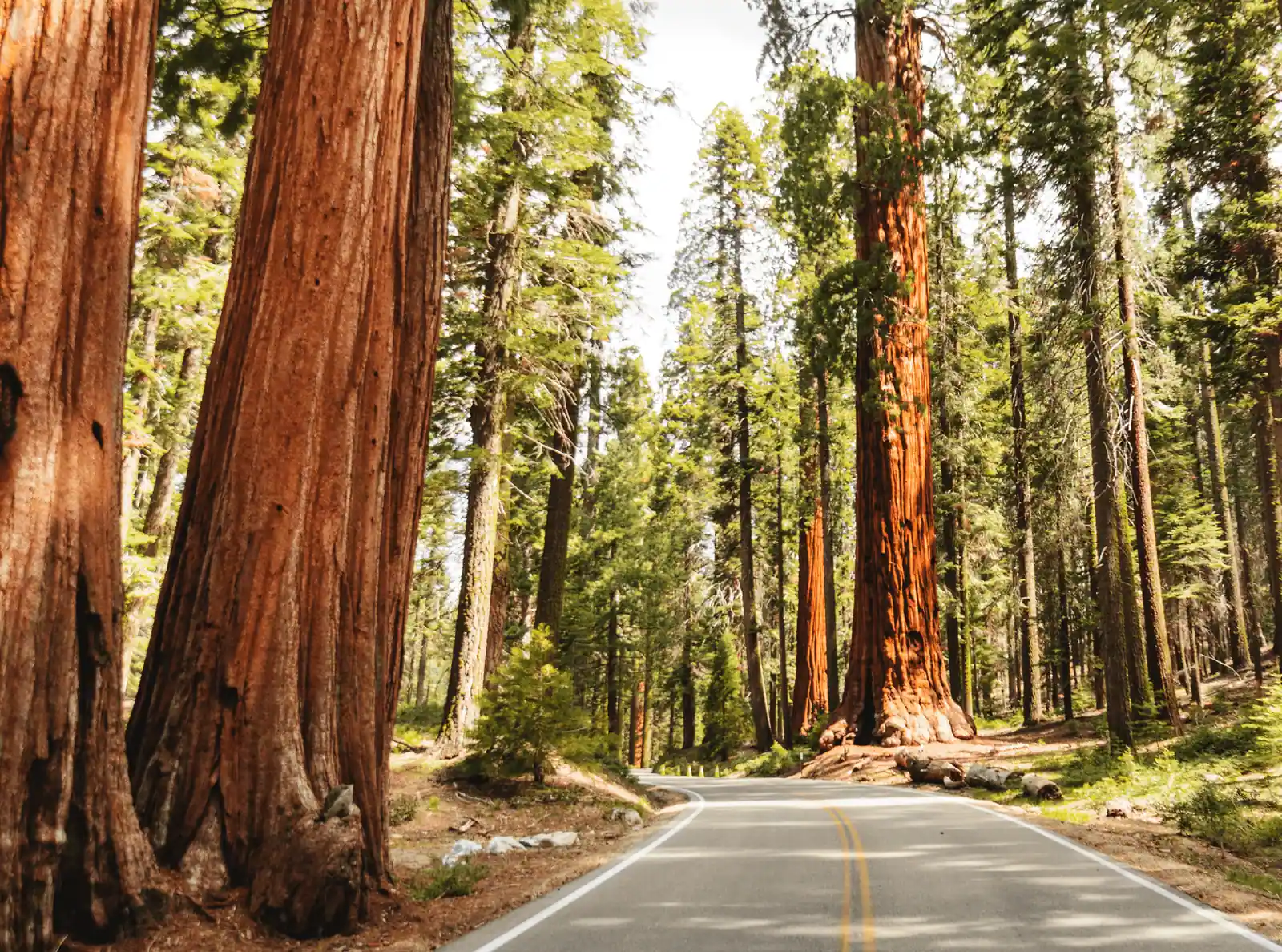 Image of a road in a redwood forest
